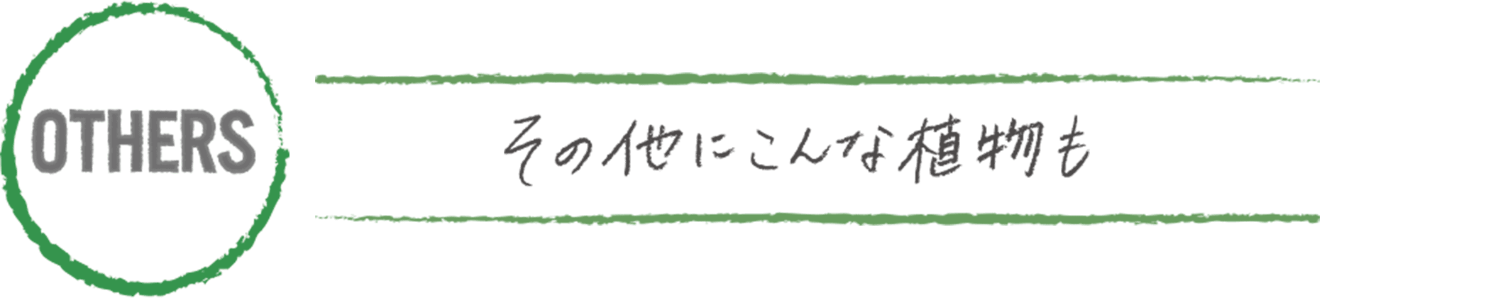 その他にこんな植物も